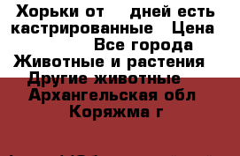   Хорьки от 35 дней есть кастрированные › Цена ­ 2 000 - Все города Животные и растения » Другие животные   . Архангельская обл.,Коряжма г.